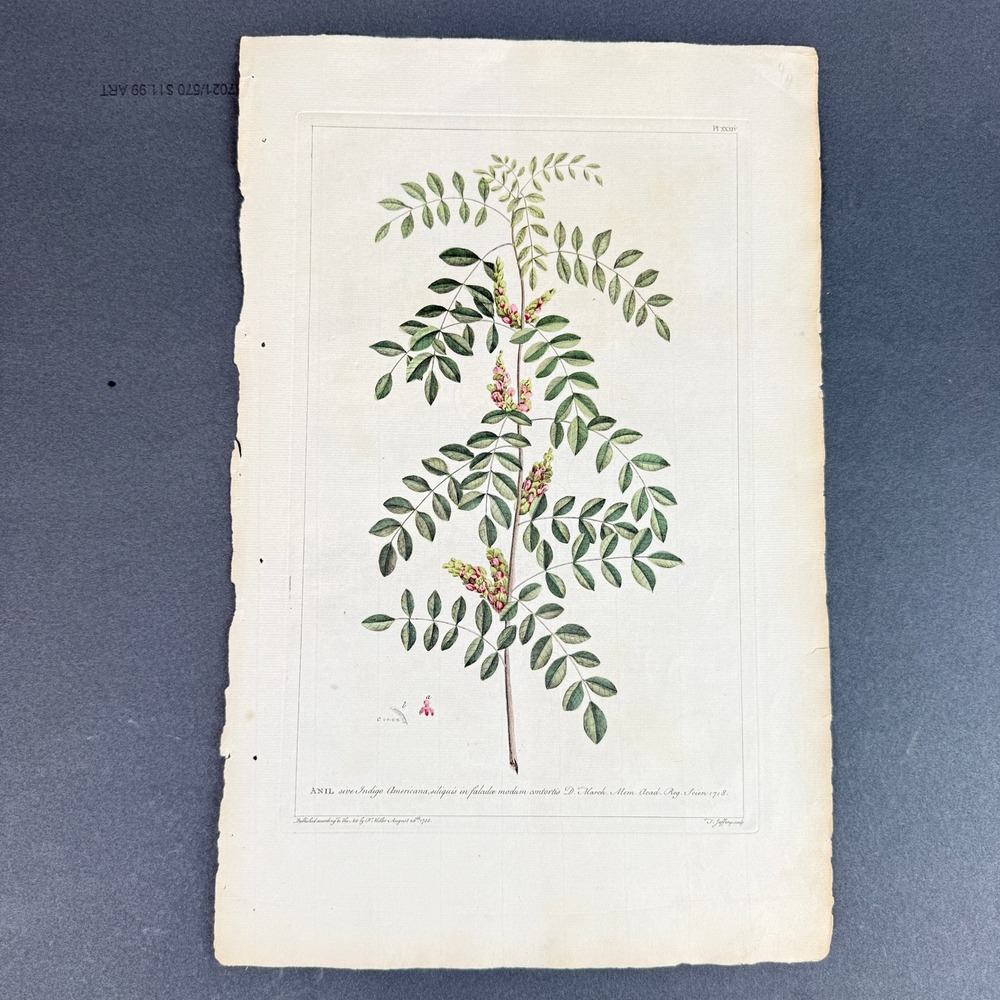 1755 Philip Miller Hand Colored Botanical Engraving American Indigo Plate XXXIV